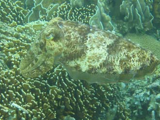 BMU Komodo Island Pulau Sabola Besar Island snorkelling underwater picture corals and fishes 27 2272x1704