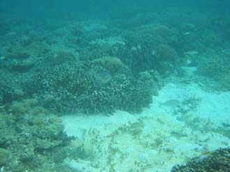 BMU Komodo Island Pulau Sabola Besar Island snorkelling underwater picture corals and fishes 29 2272x1704