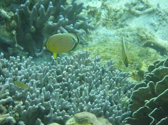BMU Komodo Island Pulau Sabola Besar Island snorkelling underwater picture corals and fishes 30 2272x1704