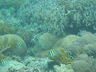 BMU Komodo Island Pulau Sabola Besar Island snorkelling underwater picture corals and fishes 32 2272x1704