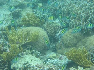 BMU Komodo Island Pulau Sabola Besar Island snorkelling underwater picture corals and fishes 33 2272x1704