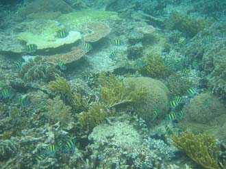 BMU Komodo Island Pulau Sabola Besar Island snorkelling underwater picture corals and fishes 34 2272x1704