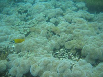 BMU Komodo Island Pulau Sabola Besar Island snorkelling underwater picture corals and fishes 35 2272x1704