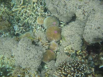 BMU Komodo Island Pulau Sabola Besar Island snorkelling underwater picture corals and fishes 36 2272x1704