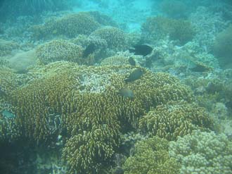 BMU Komodo Island Pulau Sabola Besar Island snorkelling underwater picture corals and fishes 38 2272x1704