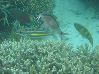 BMU Komodo Island Pulau Sabola Besar Island snorkelling underwater picture corals and fishes 39 2272x1704