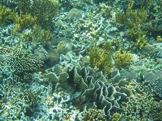 BMU Komodo Island Pulau Sabola Besar Island snorkelling underwater picture corals and fishes 4 2272x1704