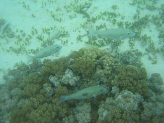 BMU Komodo Island Pulau Sabola Besar Island snorkelling underwater picture corals and fishes 40 2272x1704