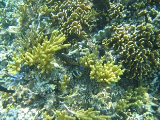 BMU Komodo Island Pulau Sabola Besar Island snorkelling underwater picture corals and fishes 5 2272x1704