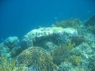 BMU Komodo Island Pulau Sabola Besar Island snorkelling underwater picture corals and fishes 6 2272x1704