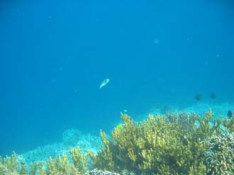 BMU Komodo Island Pulau Sabola Besar Island snorkelling underwater picture corals and fishes 7 2272x1704