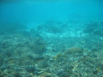 BMU Komodo Island Pulau Sabola Besar Island snorkelling underwater picture corals and fishes 8 2272x1704
