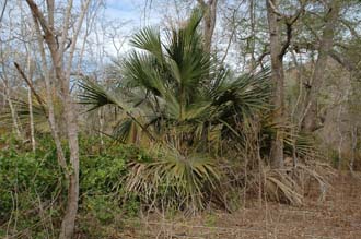 BMU Komodo Island footpath back to Loh Liang with big palm leaves 3008x2000