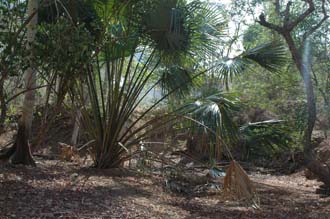 BMU Komodo Island footpath to Banu Nggulung with big palm leaves 3008x2000