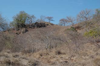 BMU Komodo Island hill with trees 1 3008x2000