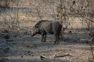 BMU Komodo Island wild pig 3008x2000