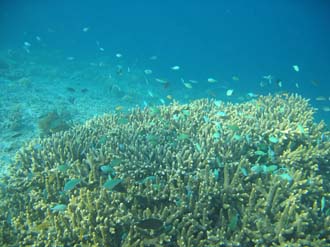AMI Lombok Pulau Lampu Island snorkelling underwater picture corals and fishes 4 2272x1704