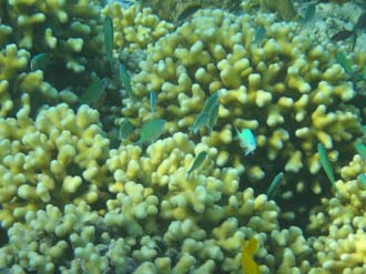 AMI Lombok Pulau Lampu Island snorkelling underwater picture corals and fishes 5 2272x1704
