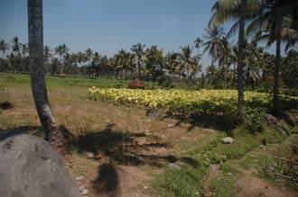 AMI Lombok tobacco field with palm trees on the road from Pringgasela traditional weaving village to Loang Gali village 3008x2000