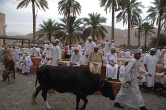 MCT Nizwa - cattle and goat market on friday 01 3008x2000