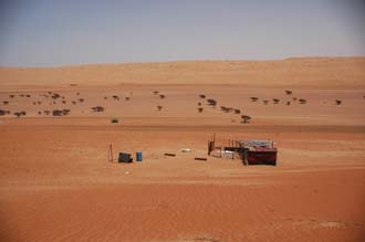 MCT Wahiba (Sharqiya) Sands - copper-coloured sand dunes with Bedouin house and dry trees 3008x2000