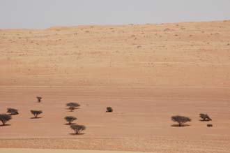 MCT Wahiba (Sharqiya) Sands - copper-coloured sand dunes with dry trees 3008x2000