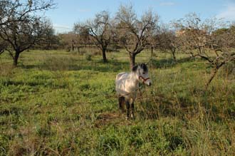 PMI Mallorca - Cala Millor - street to nearby villages - horse 02 3008x2000