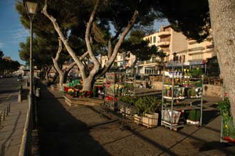 PMI Mallorca - Porto Cristo - flower market on sunday morning 3008x2000