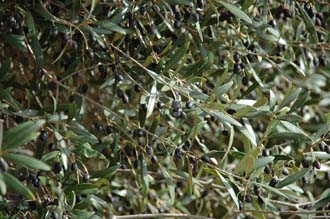 PMI Mallorca - Porto Cristo - olive tree with fruits 3008x2000