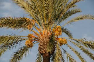 PMI Mallorca - Porto Cristo - palm tree with fruits 01 3008x2000