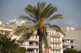 PMI Mallorca - Porto Cristo - palm tree with fruits 02 3008x2000