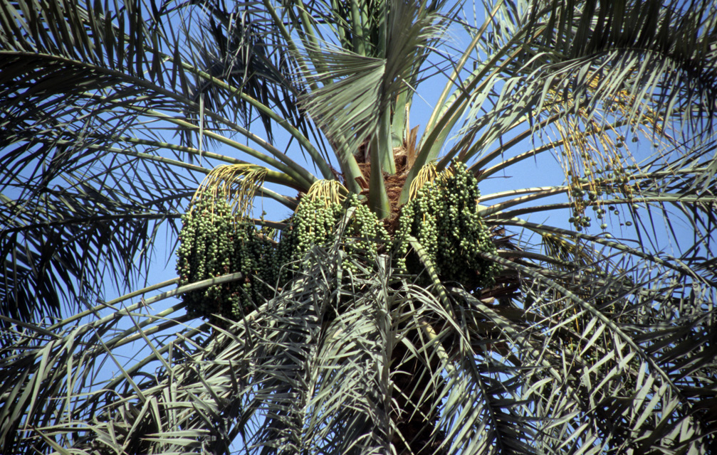 DXB Dubai creek - palm-tree with fruits detail 5340x3400