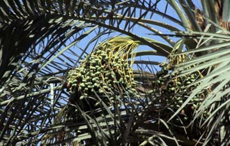 DXB Dubai creek - palm-tree with fruits 5340x3400