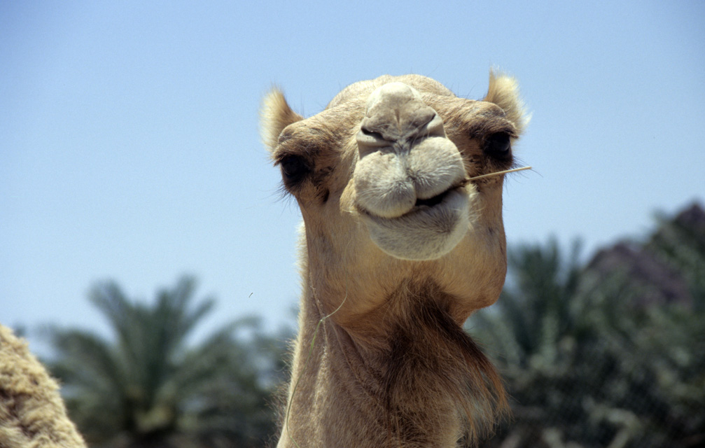 Hatta Heritage Village Dubai United Arab Emirates Dxb