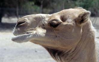 DXB Hatta Heritage Village - camel face detail 02 5340x3400