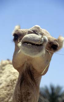 DXB Hatta Heritage Village - camel face detail 03 5340x3400