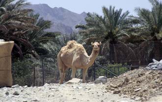 DXB Hatta Heritage Village - camel with palm-trees 01 5340x3400