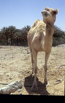 DXB Hatta Heritage Village - camel with palm-trees 02 5340x3400