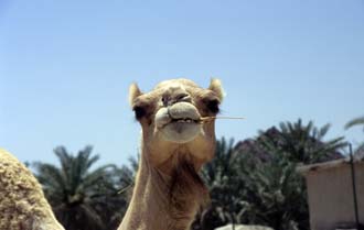 DXB Hatta Heritage Village - camel with palm-trees 03 5340x3400