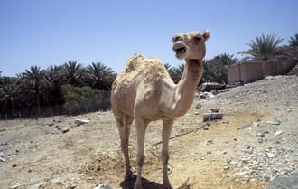 DXB Hatta Heritage Village - camel with palm-trees 05 5340x3400