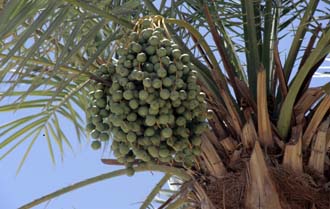 DXB Hatta Heritage Village - palm-tree with fruits 5340x3400