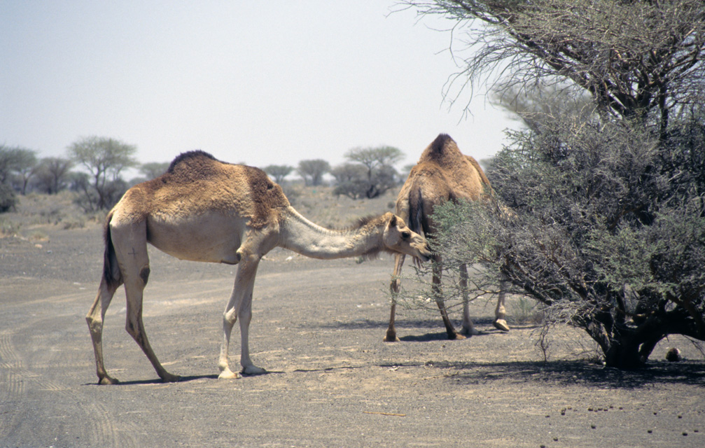 Camel Culling Programming