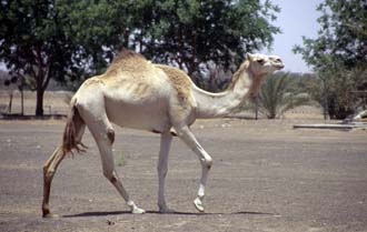 DXB Dubai - camels in the desert near Hatta on the road to Dubai 01 5340x3400