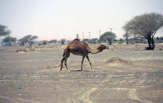 DXB Dubai - camels in the desert near Hatta on the road to Dubai 02 5340x3400