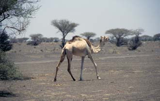 DXB Dubai - camels in the desert near Hatta on the road to Dubai 03 5340x3400