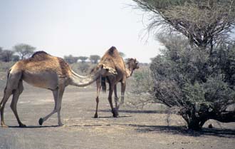 DXB Dubai - camels in the desert near Hatta on the road to Dubai 04 5340x3400