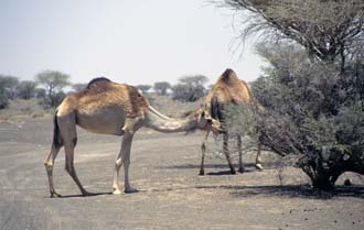 DXB Dubai - camels in the desert near Hatta on the road to Dubai 05 5340x3400