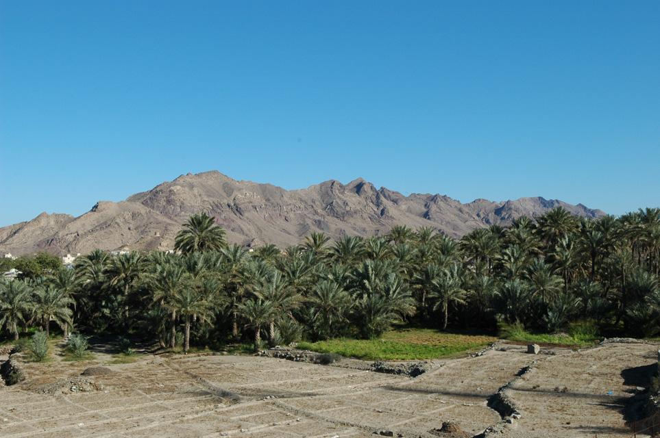DXB Hatta - palm trees with vegetable plantation and Hajar mountains 03 3008x2000