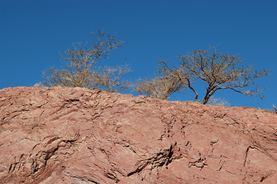 DXB Hatta - red rocks with bush 01 3008x2000
