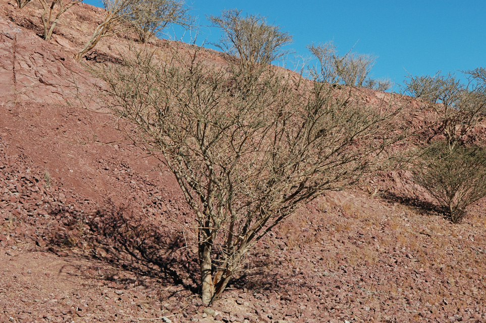 DXB Hatta - red rocks with bush 02 3008x2000